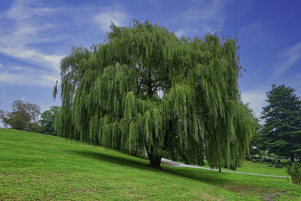 willow tree in wisconsin yard