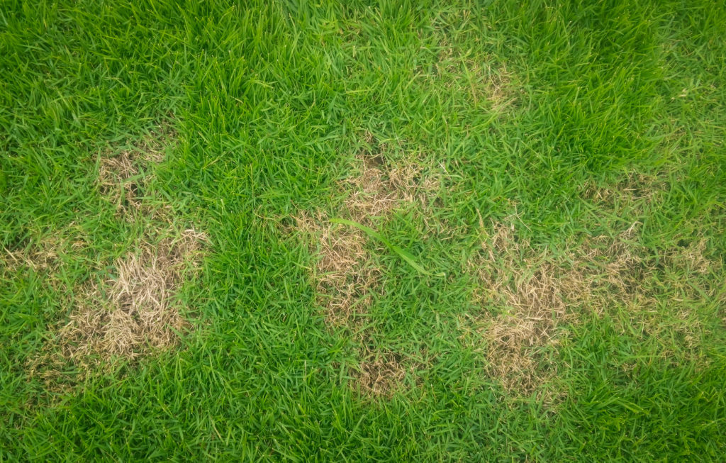 How to Revive Grass After a Long, Hard Winter Central Services Co. Inc.
