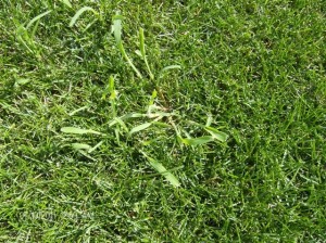 Crabgrass is an upright weed that can be mat forming and often has purple stems.
