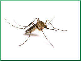 Mosquito Control Waukesha, WI