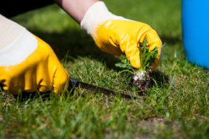 Cutting Out Weeds in Lawn - Central Services of Waukesha