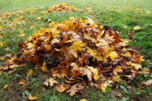 pile of leaves on a lawn