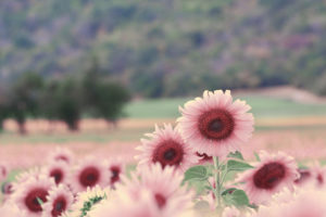 Beautiful pink sunflowers blooming in the field