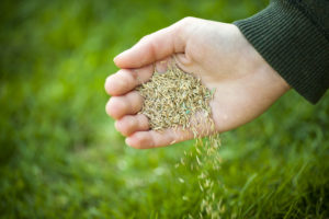 hand holding grass seeds