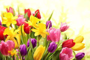 Colorful tulips and daffodils