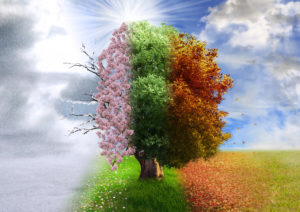 graphic of tree showing three different seasons