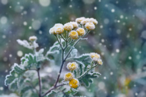 Plant covered with frost, snow falling in the background landscape